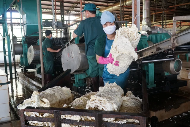 ĐỔI ĐỜI NHỜ CÂY CAO SU (*): LÀM GIÀU Ở VÙNG ĐẤT MỚI